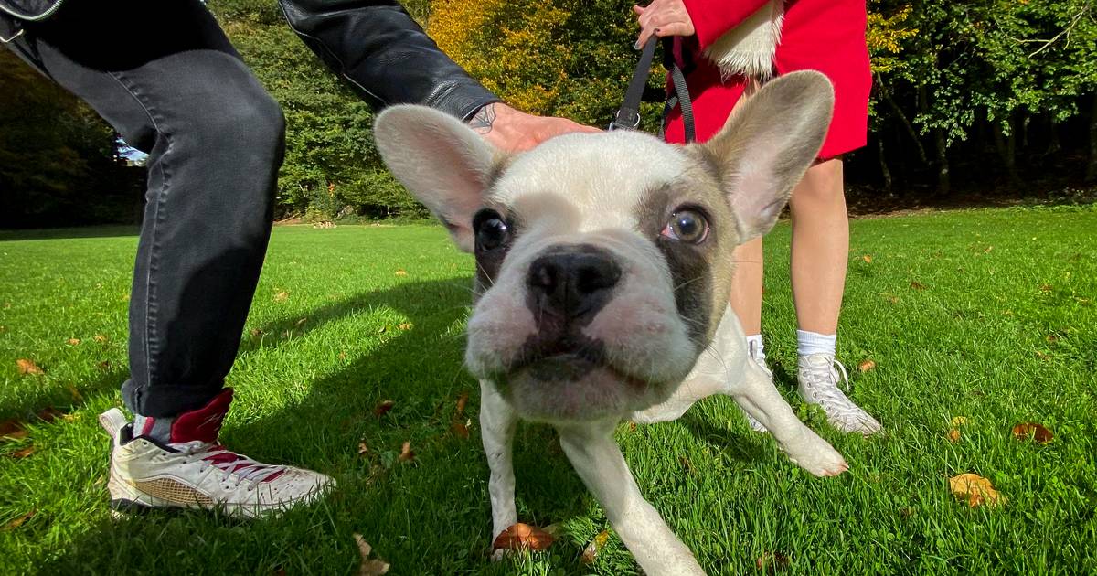Discussie met buren over blaffende hond eindigt in vernielingen en slagen Lendelede hln.be