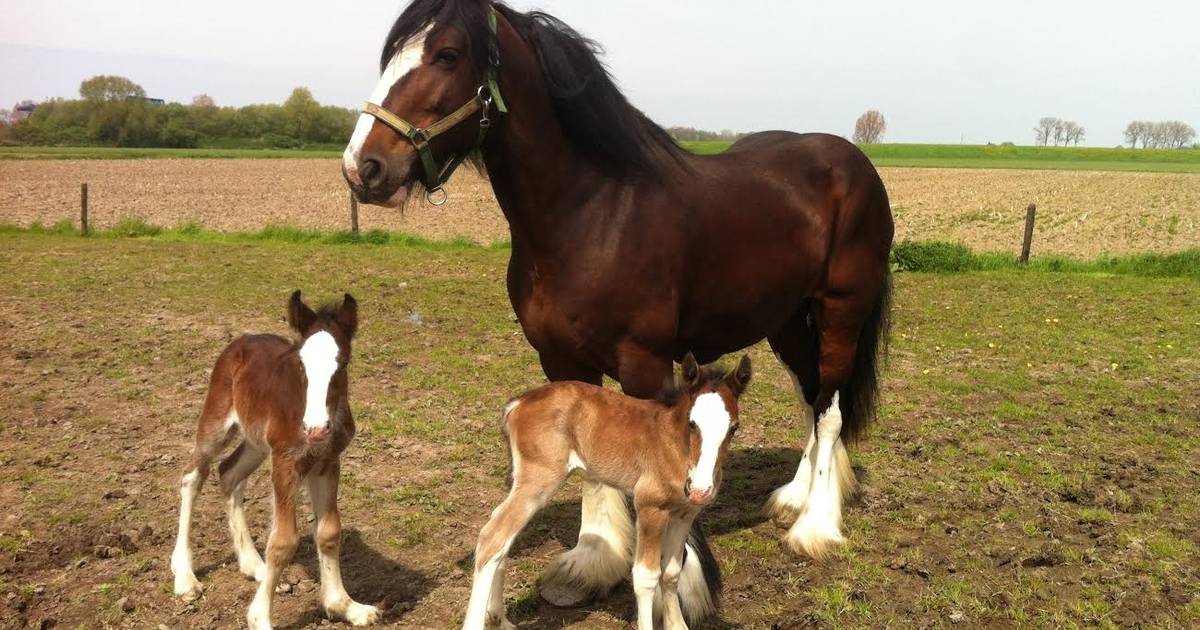 Shire-merrie Lucky Girl van Robin Hood Stables Herpt krijgt tweeling (video)