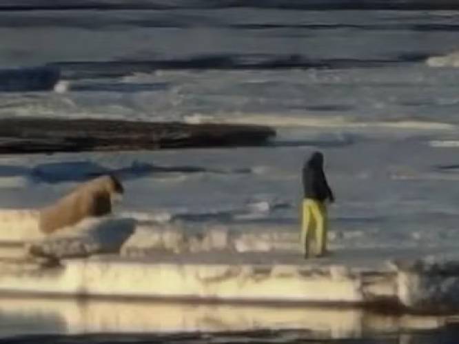 Alles voor de foto: toerist in Noorwegen krijgt boete van 1.000 euro nadat hij veel te dicht bij walrus komt