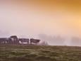 Sunrise in Belgium ardennes with cows. Early morning fog.