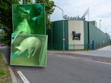 Slachterij Gosschalk ziet 1480 Duitse McDonald’s stoppen met afname rundvlees