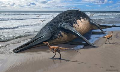 Fossielen die door 11-jarig meisje gevonden werden aan Britse kust blijken van grootste zeereptiel ooit