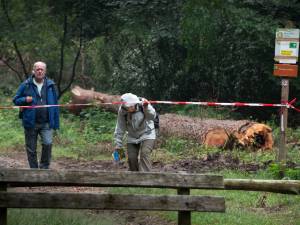 Het bos bij Leersum in? Kijk dan goed omhoog, want daar schuilt het gevaar