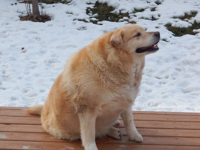 Baasje Vraagt Dierenarts Om Veel Te Dikke Golden Retriever Spuitje Te Geven Maar Die Weigert Wat Een Transformatie Het Leukste Van Het Web Hln Be