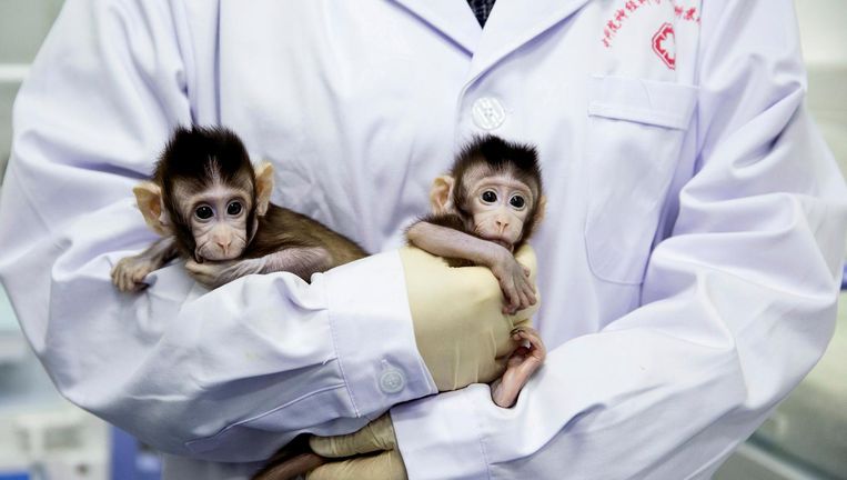 De twee aapjes in de armen van een medewerker van de Chinese Academie voor Wetenschappen. Beeld Reuters