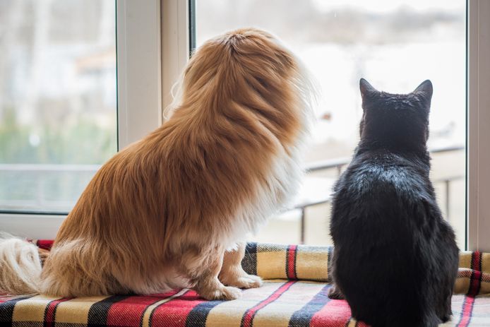 Een hond en een kat kijken uit naar de komst van hun baasje.