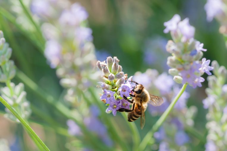 Red de bijen: deze bloemen en planten kun je het beste wegzetten Beeld Getty Images
