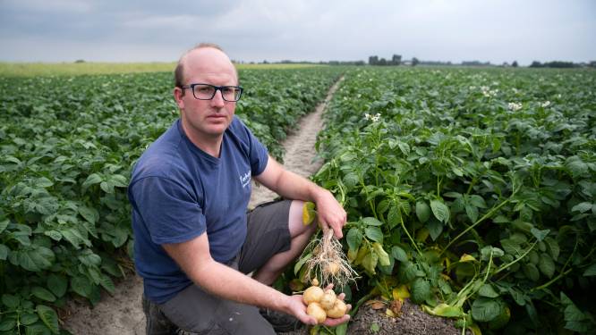 Droogte slaat weer toe: spannende weken op de Zeeuwse akkers