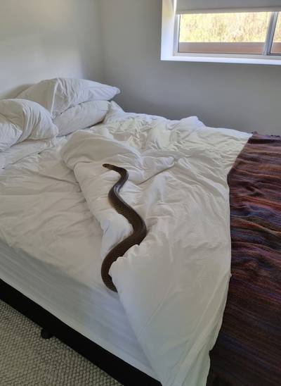 Australische vrouw vindt lange giftige slang tussen de lakens