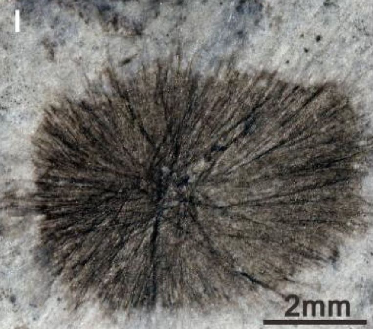 Zeewezen uit China Beeld Science