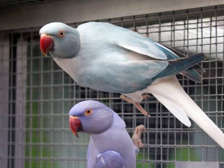 Blue parrot kinderkleding clearance