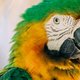 Wat een held: papegaai redt Australiër uit brandend huis