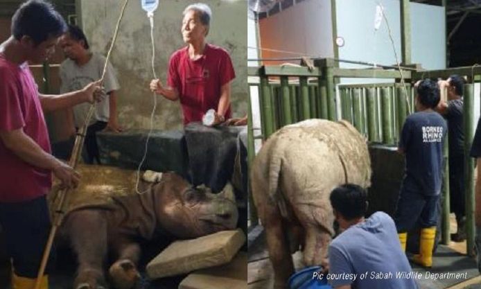 Tam, de laatste Sumatraanse neushoorn van Maleisië, stierf in mei op hoge leeftijd.