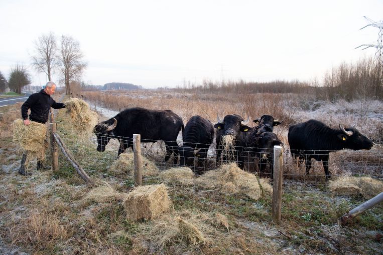 Spannende tijden voor de waterbuffels langs de A1 - Trouw