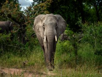 Olifant trapt stroper dood in Kruger National Park