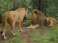 Nieuwe leeuw Ramzes doet het goed bij de vrouwtjes: ‘Ze vinden het een knappe man’