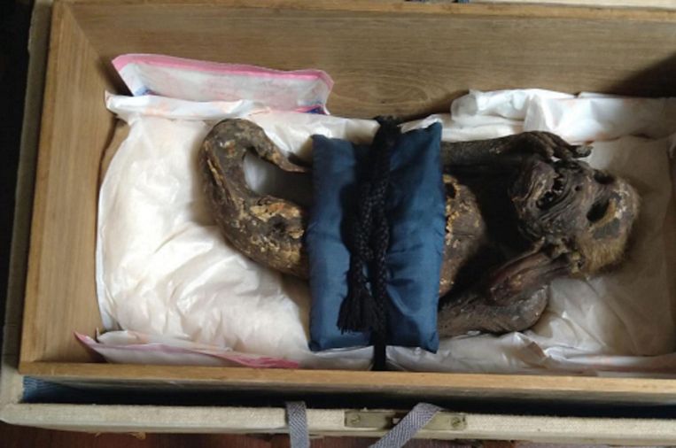 De gemummificeerde zeemeermin van Enjuin. Beeld © kusa.ac.jp
