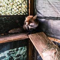 Vos in nood? In het Londense is de ambulance onderweg