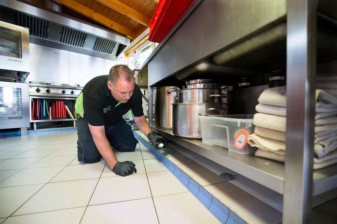 Ook Zoveel Mieren In Huis Zo Kom Je Ervan Af Weten Deze Experts Wonen Ad Nl