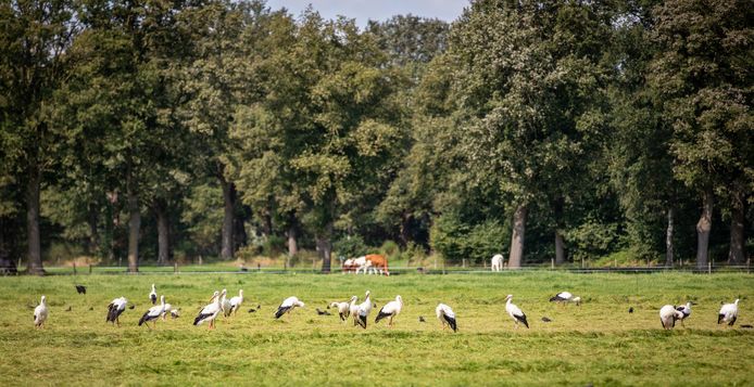 26 ooievaars zijn maandag neergestreken in een pas gemaaid weiland in de buurtschap Agelo tussen Oldenzaal en Ootmarsum.
