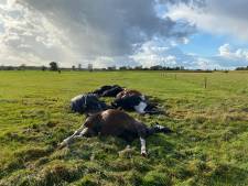Zeven paarden dood door blikseminslag: ‘Ik denk dat ze in één klap overleden zijn’