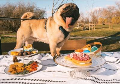 Nieuwe ‘Doggo Bakery’ verkoopt cupcakes, macarons en worteltaart voor je hond