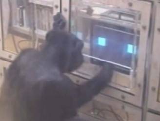 Bij deze spelletjes zijn chimpansees slimmer dan mensen