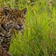 Soms wel maanden wachten: voor de natuurfilmer is geduld een schone zaak