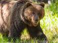 Indianen dagen skiresort voor rechter om bescherming van heilige 'Geest van de Grizzlybeer' 