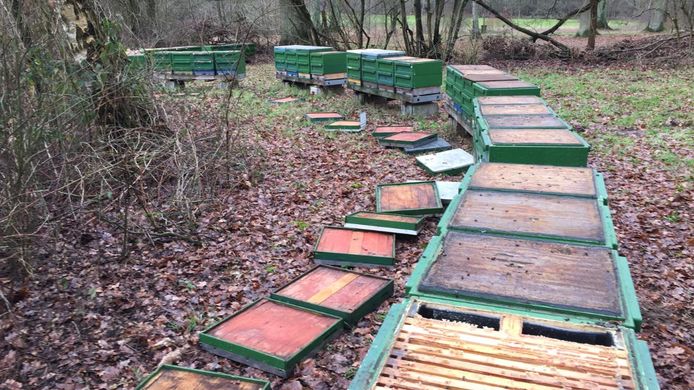 De bijenkasten zijn vernield waardoor de bijen de vrieskou niet konden overleven.