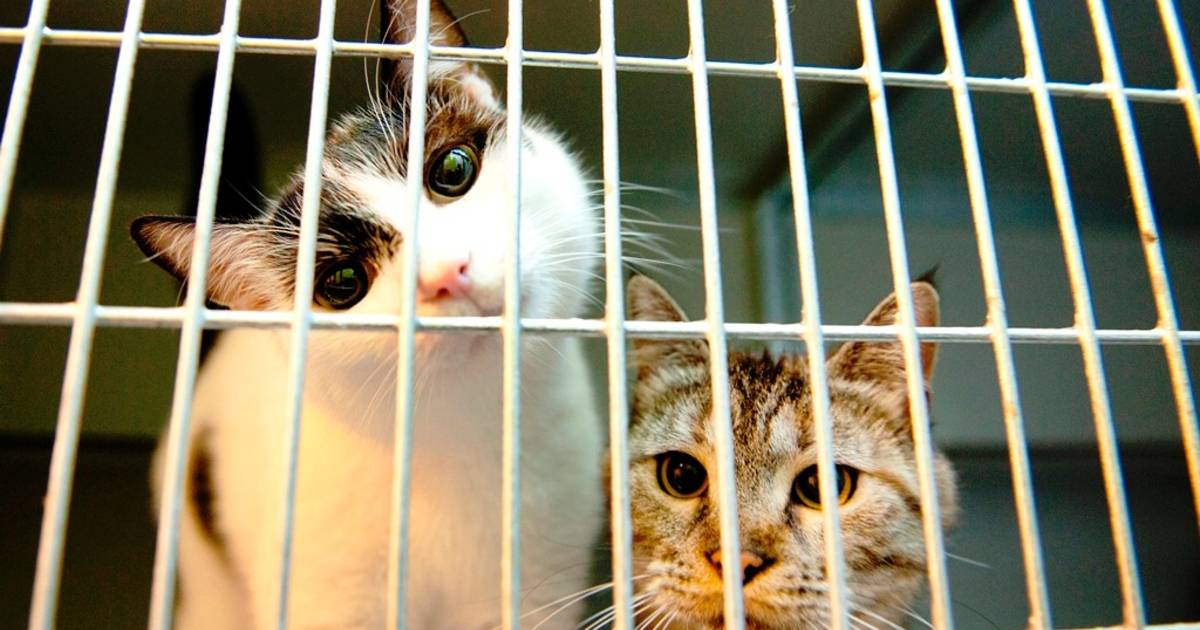 Dierenfarm Elzenoord verhuist van Meliskerke naar Grijpskerke