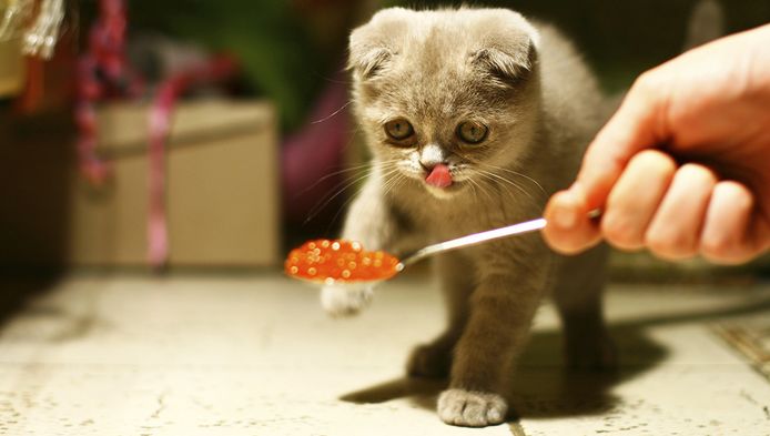 Isoleren Ongeschikt Beter Duur of goedkoop: wat geef je je kat nu best te eten? | Nina kookt | hln.be