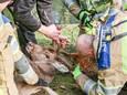 De brandweer en een dierenarts moesten het hert in Emmeloord in bedwang houden om het prikkeldraad te verwijderen.