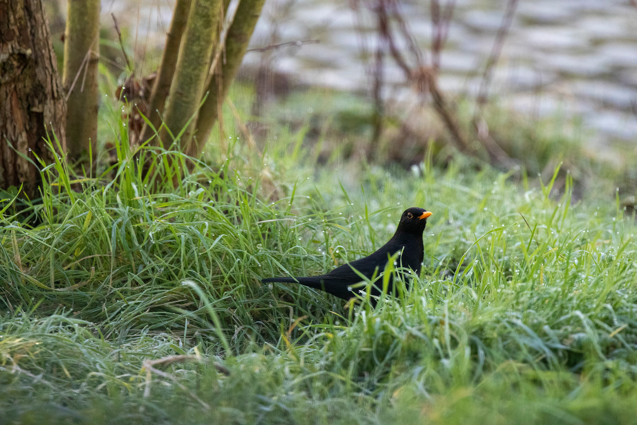 Een merel.  Beeld BELGA