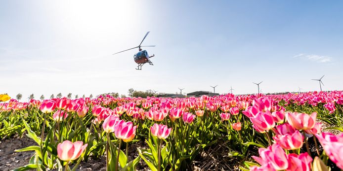 Prachtige bloemen - het zou zonde zijn als die onder de voet gelopen worden.