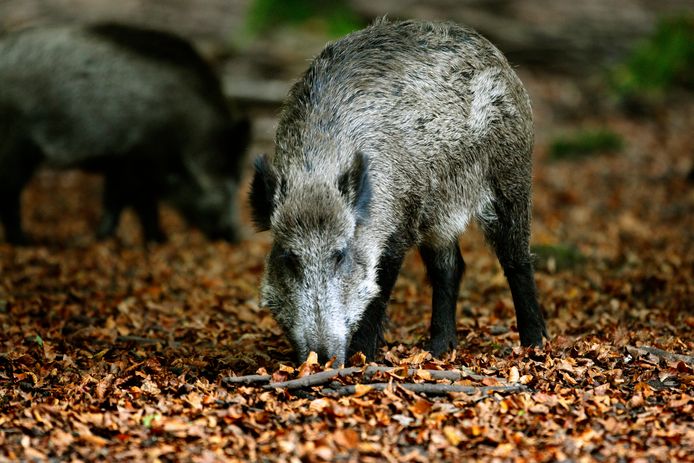 Jagers moeten in de komende maanden zo'n 8.800 wilde zwijnen afschieten op de Veluwe.