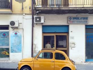 Vogelpoep op je auto? Dit kan je eraan doen