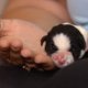 Oproep: weespuppy's zoeken nieuwe moeder