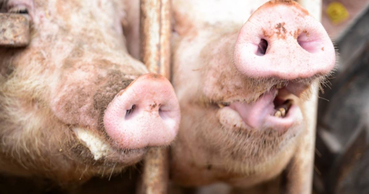 Provincie in de fout bij zaak Elsendorpse varkensboer; miljoenencompensatie dreigt