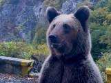 Beleefde beer bedelt om broodjes in Roemenië