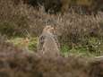 Vogelbescherming Vlaanderen wil stopzetting jacht op patrijs