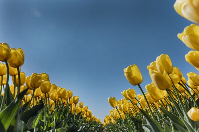 tulpen
