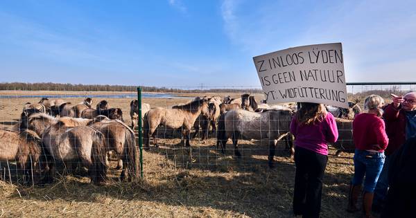 Zo vang je honderden 'wilde' dieren in de Oostvaardersplassen