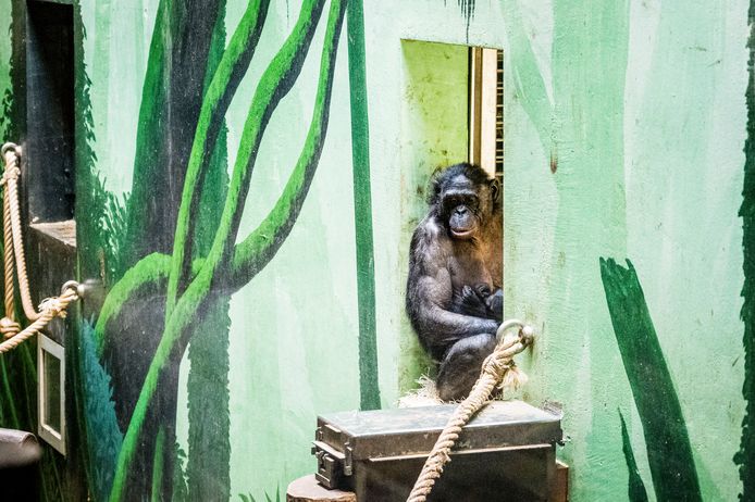 Een van de bonobo's in het verblijf in Planckendael.