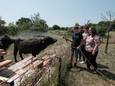 Stephanie Janssen, meest rechts op de foto,  is blij dat haar waterbuffels weer in de wei van de buren staan. Manuel de buurjongen helpt de buffels met de warmte.