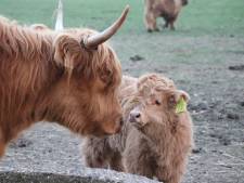 Lief! Schotse Hooglanderkalfjes Huubje en Jetje in De Lutte