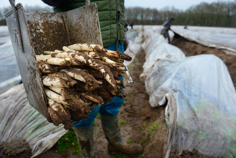 Aspergeoogst. De inspectie wil voldoende kunnen controleren bij agrarische bedrijven. Beeld ANP
