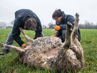 Wolvin doodt schapen in Meerhout, kijk uit voor Naya op bruggen over Albertkanaal