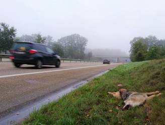 Dode wolvin aangetroffen langs weg in Eupen