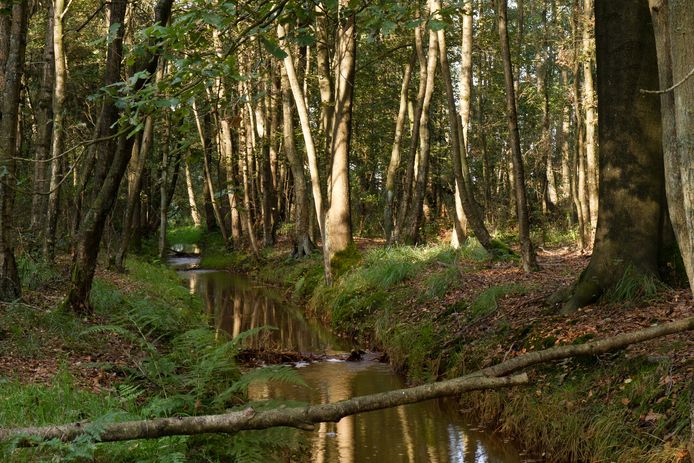De Run in zijn huidige vorm, zoals die door natuurgebied Grootgoor stroomt.
